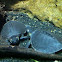Pig nosed turtles