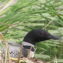 Common Loon