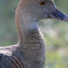 Whistling Duck