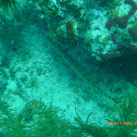 Trumpetfish