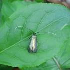 Green Longhorn / Smaragdlangsprietmot