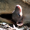 Wallaby Joey