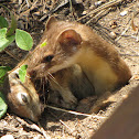 Long-tailed Weasel