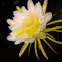 Pitaya flowers blooming