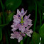 Water Hyacinth