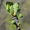 Celeste Fig
