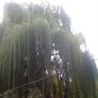 weeping willow tree