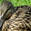 Mallard (female)