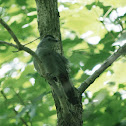Gray catbird