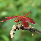 Dragonfly