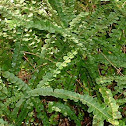 Duff's Sword Fern