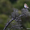 Tawny-crowned Honeyeater