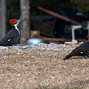 Pileated Woodpecker