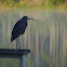 Little Blue Heron