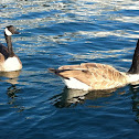 Canada Goose
