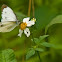 Indian Cabbage White