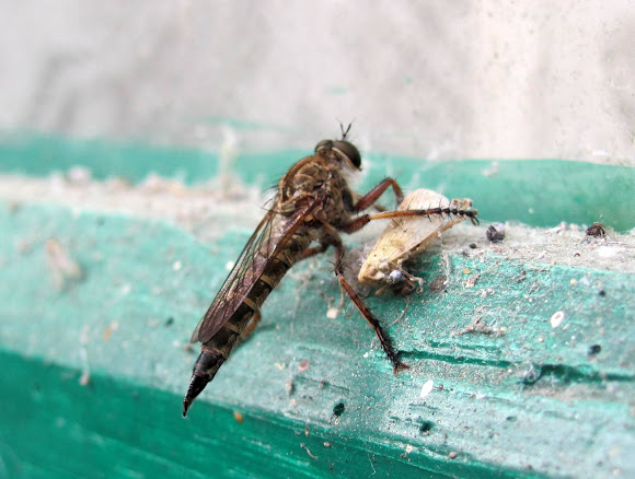 Spotting Image 1