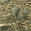 Eastern Gray Squirrel