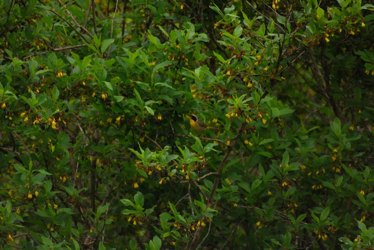 Common Yellowthroat