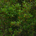 Common Yellowthroat