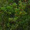 Common Yellowthroat