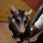 Tlacuache