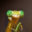 Damselfly