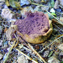 Violet calvatia