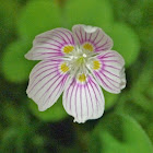 Common wood sorrel