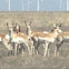 Pronghorn