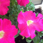 Petunia
