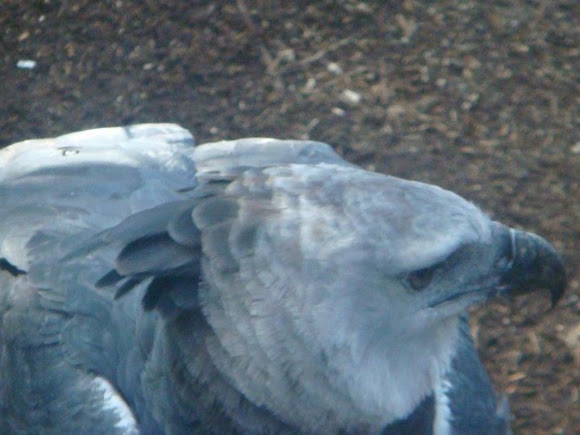 Spotting Image 1
