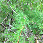 Tamarack