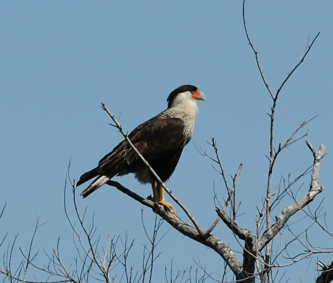 crested caracara