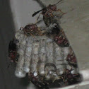 Red Wasp