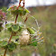 green lynx spider