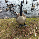 Canadian goose