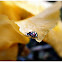 Ladybird (Vaquita de San Antonio).