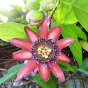 Passion flower