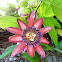 Passion flower