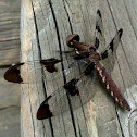 Common Whitetail dragonfly (female)