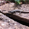 Eastern (or Golden) Water Skink
