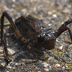 Dragonfly nymph