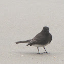 Black Phoebe