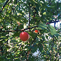 Wild Plums