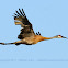 Sandhill Crane