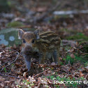Wild boar