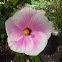 Hibiscus rosa-sinensis