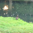 Mallard Duck
