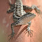 Texas spiny lizard